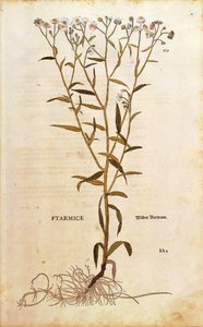 Sneezewort - Achillea ptarmica door Leonhart Fuchs uit De historia stirpium commentarii insignes, gekleurde gravure