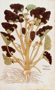 Spuitkomkommer - Ecballium elaterium door Leonhart Fuchs uit De historia stirpium commentarii insignes, gekleurde gravure
