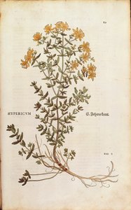 Sint-janskruid (Hypericum perforatum) door Leonhart Fuchs uit De historia stirpium commentarii insignes (Notable Commentaries on the History of Plants), gekleurde gravure
