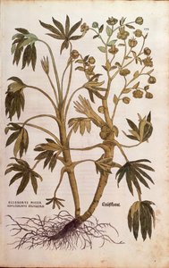 Stinkend nieskruid of Mierikswortel - Helleborus foetidus (Helleborus niger adulterinus sylvestris) door Leonhart Fuchs uit De historia stirpium commentarii insignes (Notable Commentaries on the History of Plants), gekleurde gravure door Leonhard Fuchs