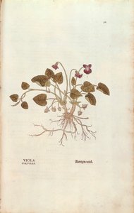 Viooltje door Leonhart Fuchs uit De historia stirpium commentarii insignes, gekleurde gravure
