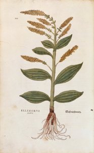 Witte nieswortel - Veratrum album door Leonhart Fuchs uit De historia stirpium commentarii insignes, gekleurde gravure door Leonhard Fuchs