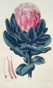 Protea speciosa, Perigonia pistillum (pl.12) uit 