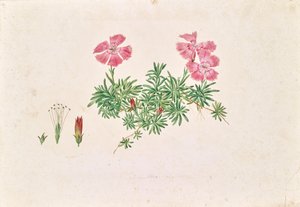 Alpenanjer (Dianthus alpinus) door Leopold von Stoll