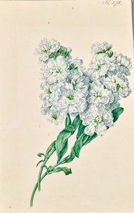 Witte bloemen