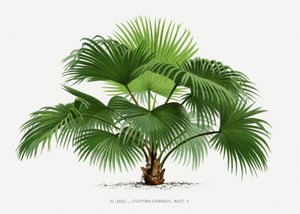  door Les Palmiers Histoire Iconographique