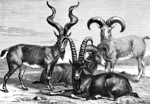 Bergschapen en steenbokken, ca. 1890