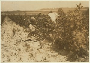 Een zesjarig Pools meisje dat de hele dag bessen plukt met haar familie (Scholtz) bij Rock Creek nabij Baltimore, Maryland, 1909 door Lewis Wickes Hine