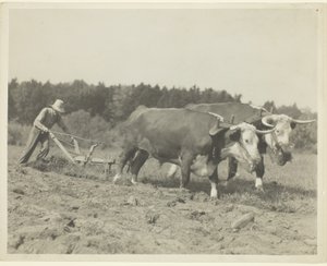 Landelijke scène in Centraal Maine, veel ossen worden nog gebruikt