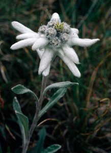Edelweiss (foto)