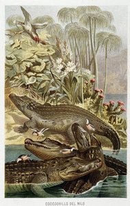Nijl krokodillen (Crocodilus nicoticus) - in La Vita degli animali door A.E. Brehm, Torino