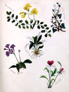 Wilde bloemen