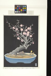 Japanse dwergpruim