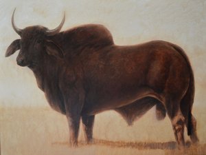 Brahmaanse Stier
