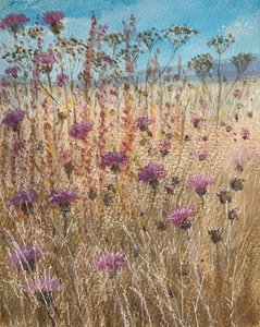 Donkere scabiosa