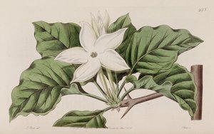 Gardenia propinqua door Lindley