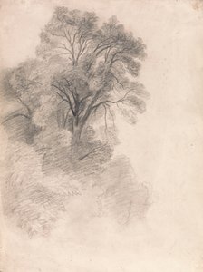 Studie van essenbomen