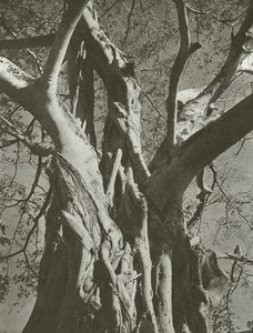 Banyanboom door Lionel Wendt