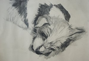 Jack Russel, 2015 door Lou Gibbs