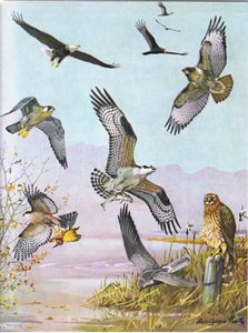Bald Eagle, Schildpadgier, Oostelijke Roodstaartbuizerd, Eendenvalk, Amerikaanse Visarend, Moerasvalk door Louis Agassiz Fuertes