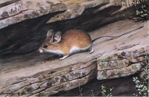 Grote Oor Pinion Muis vertegenwoordigt de witvoetige clan in de ruige canyons van het zuidwesten
