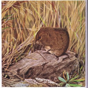 Veldmuis of Woelmuis, altijd waakzaam, bekijkt zijn snelweg door een verward bos van gras