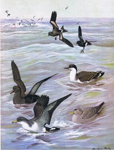 Illustratie uit The Natural History of American Birds of Eastern and Central North America, uitgegeven door Bramhall House c.1970