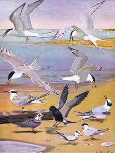 Illustratie uit The Natural History of American Birds of Eastern and Central North America, uitgegeven door Bramhall House c.1970