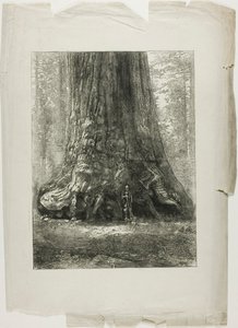 Verwrongen bomen door Louis Auguste Lepère