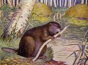 In de dierentuin: Bever