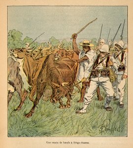 De oorlog in Madagaskar - Anecdotische geschiedenis van de Franse expedities van 1885-1895 door Henri Galli, geïllustreerd door Louis Bombled: In Diego-Suarez eist het Franse leger ossen, Privécollectie door Louis Charles Bombled