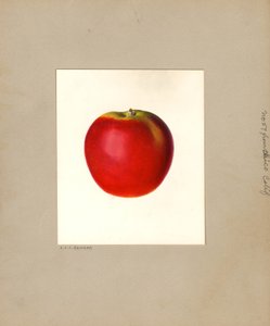 Appel (Malus domestica: nr. 57) (aquarel)