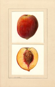 Perziken (Prunus persica: Nummer 10) (aquarel) door Louis Charles Christopher Krieger