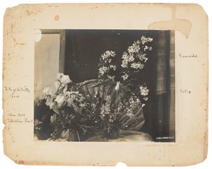 Tiffany Studios, c.1898-1920