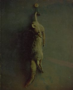Vos