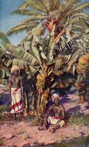 Een Bananenplantage, Fiji