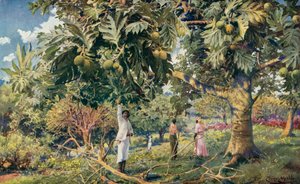 Broodvruchtboom, Midden-Amerika door Louis Fairfax Muckley