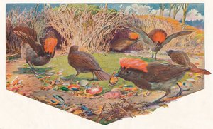Tuinman Bower Birds door Louis Fairfax Muckley