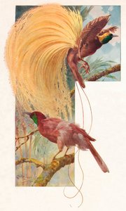 Grote paradijsvogels, 1910, 1911