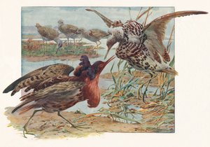 Ruffs en Reeves, ca. 1910, 1911 door Louis Fairfax Muckley