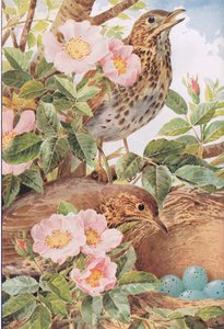 Zanglijsters met nest, illustratie uit 