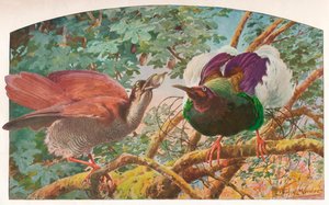 Twaalfdradige paradijsvogels door Louis Fairfax Muckley