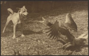 [Boze vogel en hond]. door Louis Fleckenstein