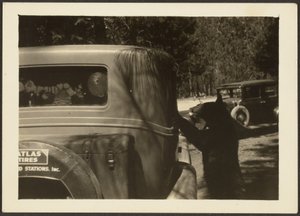 [Bear at Car]. door Louis Fleckenstein