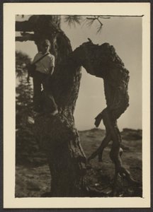 [Bobby op Knoop van Dennenboom]. door Louis Fleckenstein