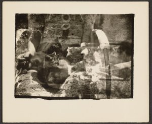 [Katten en Reflecties]. door Louis Fleckenstein
