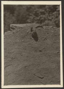 [Chipmonk op Pad]. door Louis Fleckenstein