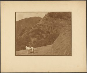 [Hond en vrouw in een berglandschap] door Louis Fleckenstein