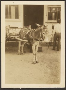 [Ezel en kar]. door Louis Fleckenstein