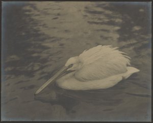 [Heron]